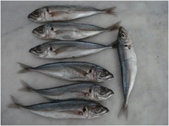 240 pix Mackerel Scomber Colias 1