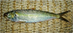 240 pix SARDINELLA &ndash; Sardinella Aurita